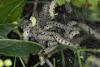 Yponomeuta sp.